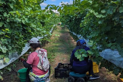 北陸のワイナリーにエールを！GPSアートラン