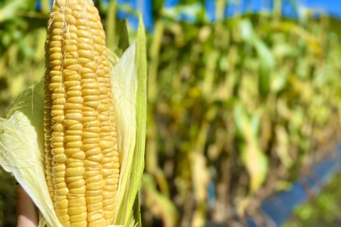 グリーンファームロゲイニング