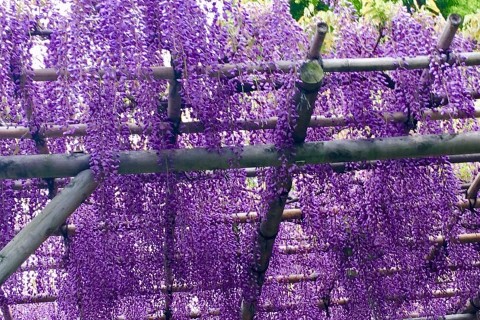 【春のお江戸花めぐり・亀戸天神藤まつり/根津神社躑躅まつり22km