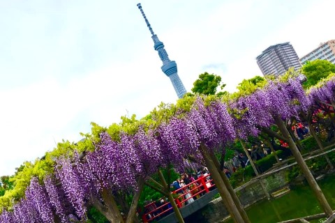 【春のお江戸花めぐり・亀戸天神藤まつり/根津神社躑躅まつり22km