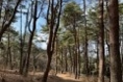 2024 年7月 夕涼み高尾山ナイトマラニック