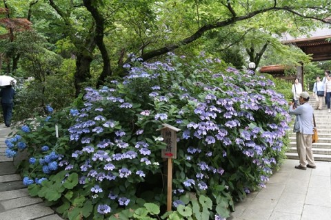 【多摩エリア】 東京紫陽花ランパート3 日野•高幡不動尊