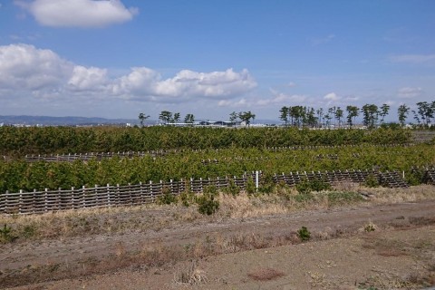 第２回 いわぬま縦断防潮堤マラソン（ノルディック＆サイクリング＆ウォーキング同時開催）