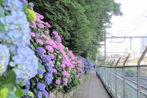 【Adop + Re.Ra.Ku コラボ街ラン 】東京紫陽花ランパート1 王子•飛鳥山公園