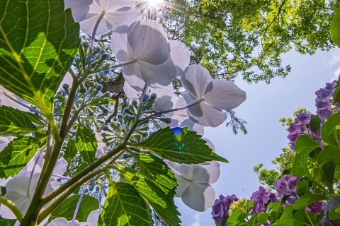 【多摩エリア】 東京紫陽花ランパート3 日野•高幡不動尊