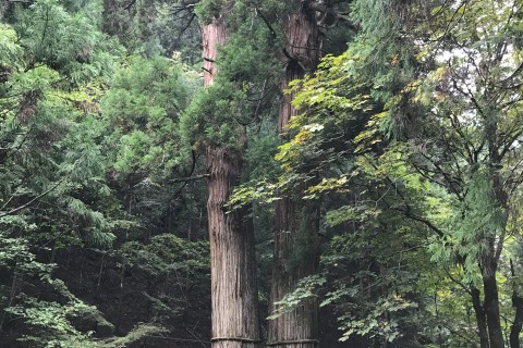 第11回 山村都市交流の森 花背トレイルラン
