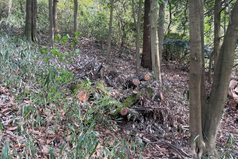 東大阪の枚岡公園で森林整備体験をしよう！