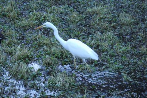 バイオロゲイニング2024