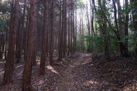 帰ってきた！ラビットフットの夏合宿