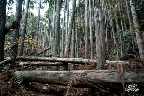 【MURB EXTREMEシリーズ第3戦】6時間耐久トレイル in 大多喜(ソロ/リレー/犬同伴)