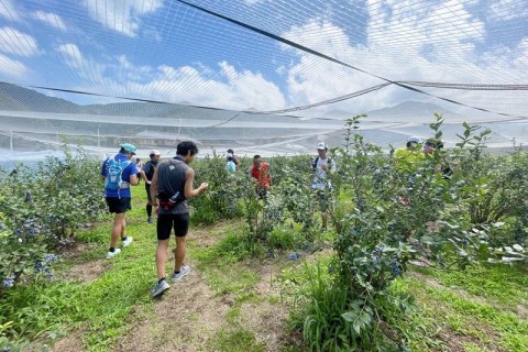 須坂ブルーベリー食べ放題マラニック2024