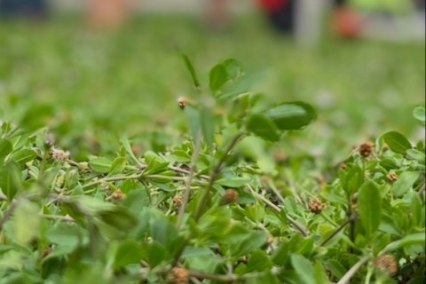 広沢どうぶつハンター