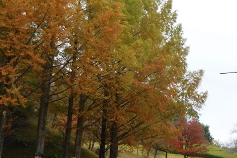 第17回空のみちウォーク2024