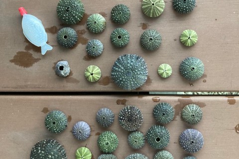 東かがわのモンサンミッシェルへ（ビーチコーミング、ビーチヨガ、タイドプールチャレンジ）