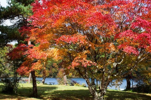 2024小海町紅葉ストロール 〜豆知識も楽しむウォーキング〜
