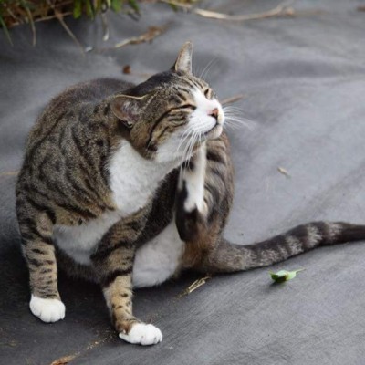 ドイサトルさん