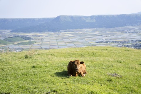 〜阿蘇ボルケーノトレイル 走る前に阿蘇の草原知っとケーノ〜in神奈川・秦野