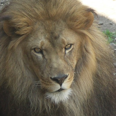 グランジーさん