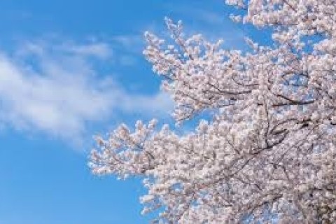 桜&カレーゆるランニング♪