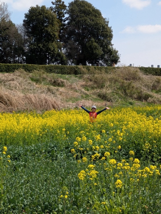３月の菜の花迷路