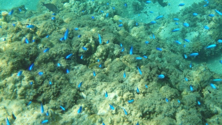熱帯魚もたくさん見ることができます