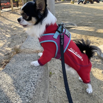 レンチコハクさん