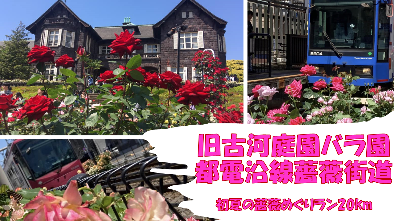 初夏の薔薇めぐりラン・旧古河庭園バラ園/都電沿線薔薇街道20km】 | e
