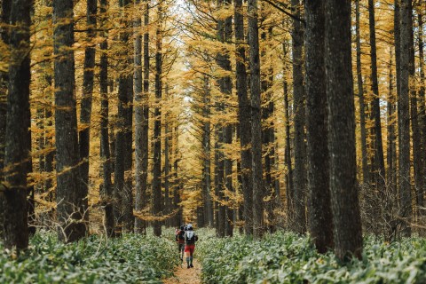 2025.11.2(日) ゴールデンラーチトレイル