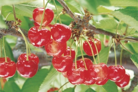 寒河江さくらんぼウォーク2025