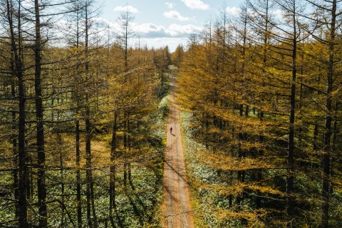 2025.11.2(日) ゴールデンラーチトレイル・ボランティア募集