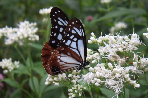 バイオロゲイニング2025