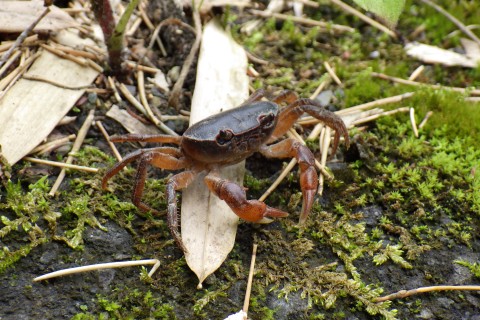 バイオロゲイニング2025