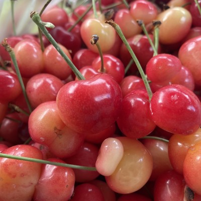 さとちゃん。さん