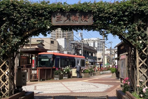 【初夏の薔薇めぐりラン・旧古河庭園バラ園/都電沿線薔薇街道20km】