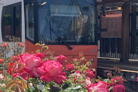 【初夏の薔薇めぐりラン・旧古河庭園バラ園/都電沿線薔薇街道20km】