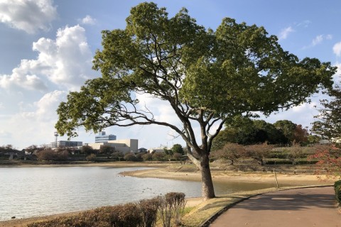 駕与丁公園 Raysマラソン（12kmマラソン）