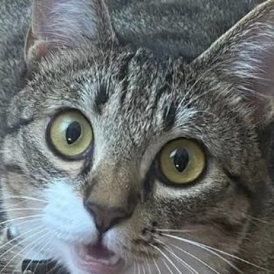 奇跡のにゃんごさん