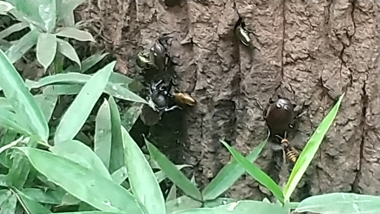 快体健歩月例ランニング練習会in木場公園９