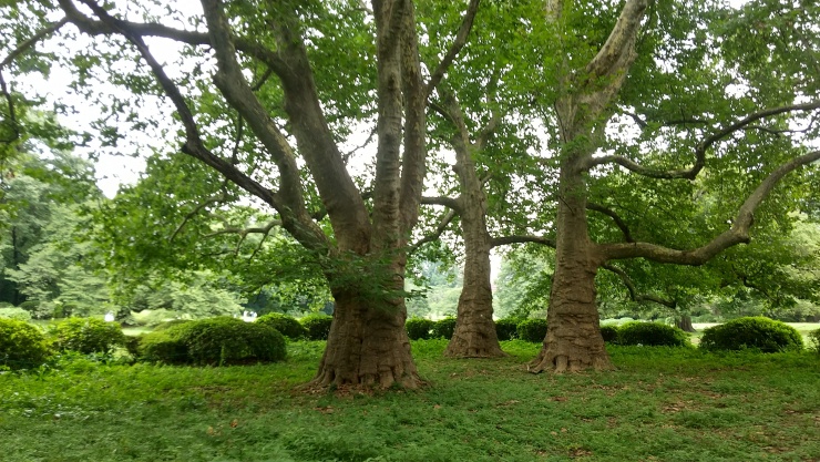 快体健歩月例ランニング練習会in木場公園３
