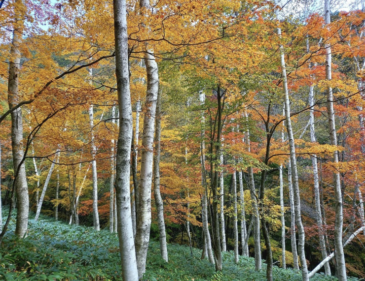 比婆山連峰紅葉(牛曳山の白樺林)
