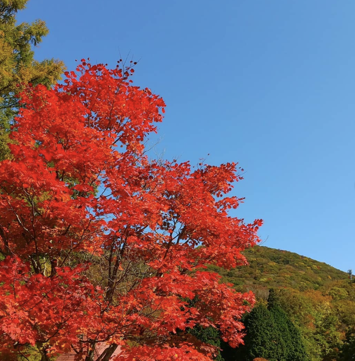 比婆山紅葉