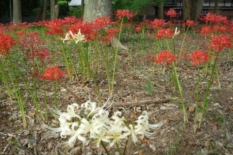 祖光院の彼岸花を見に行こう ４／８ｋｍ 団体歩行
