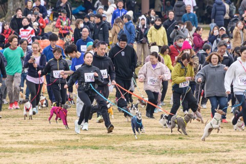千葉市&チェコ共和国大使館 後援 「愛犬と走る」2025千葉アスレチックドギーズ