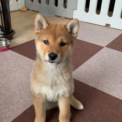 豆柴うめ-ハワイアンランナーさん