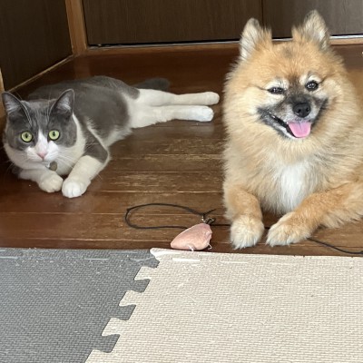 コタすず