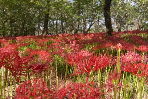 第二弾　がんばらないトレラン in 奥武蔵　白川くんと走ろう