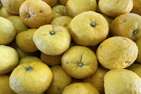 第10回神河町越知川名水めぐりゆずマラニック