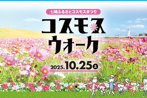 【七城ふるさとコスモスまつり】コスモスウォーク2025