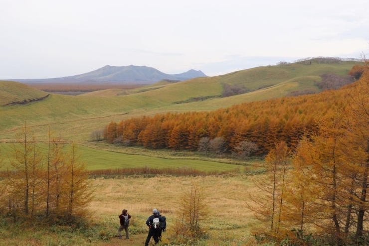 カラマツの紅葉が美しい季節です