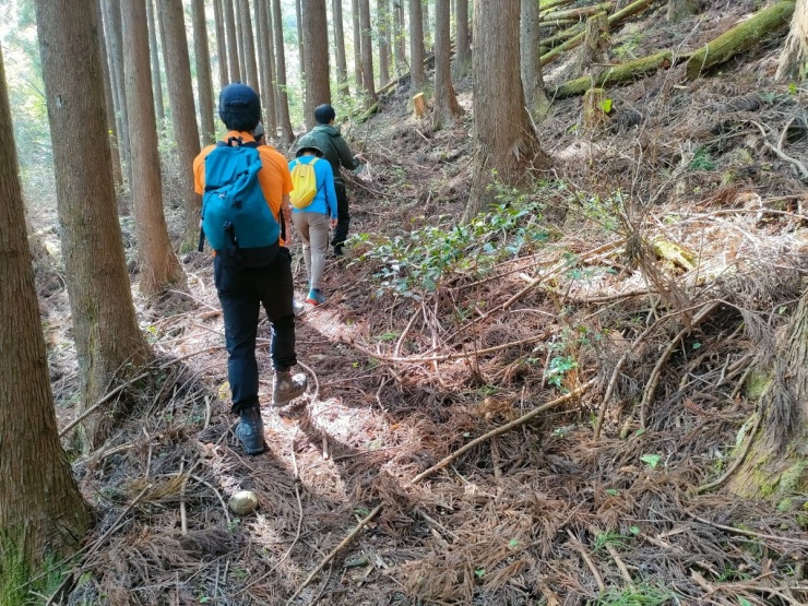 上級者コース　東海自然歩道　植樹林